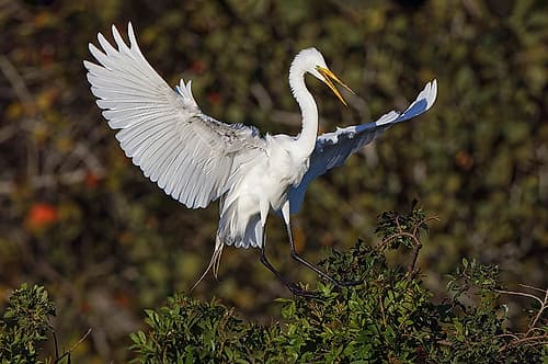 Great egret landing at nest site Venice rookery-Venice-Florida Art Print